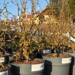 Lieska obyčajná (Corylus avellana contorta) ´MEDUSA´ - výška 60-80 cm, kont.C5L